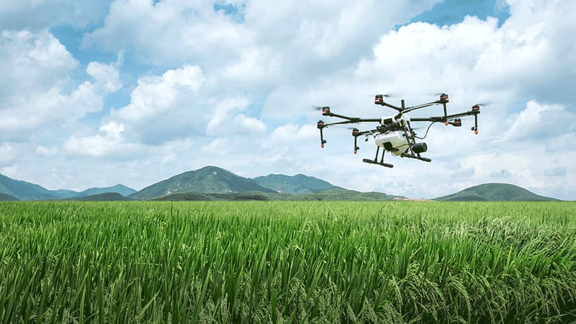 Aerial spraying of insecticides is being done by drones in Rajasthan